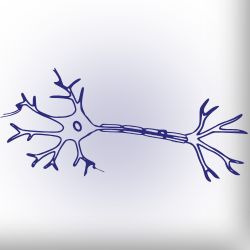 جراحی اعصاب محیطی